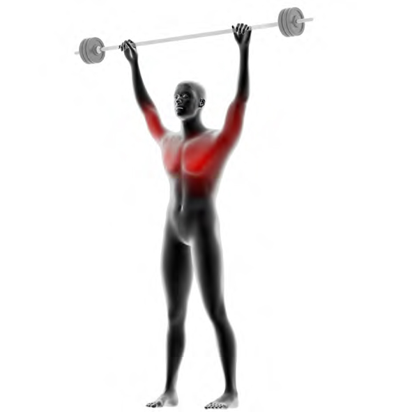 Dummy an Langhantel - Schulterdruecken