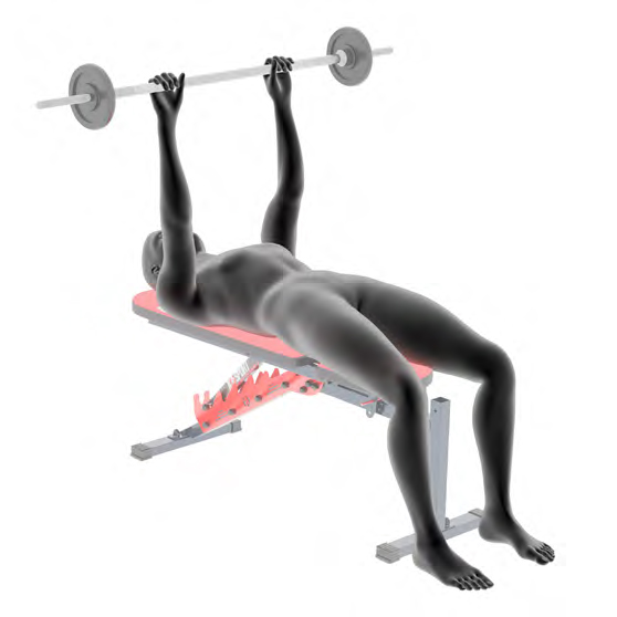 Dummy auf Hantelbank mit Langhantel - Klassisches Bandruecken