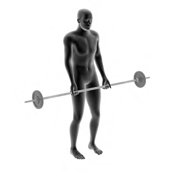 Dummy mit SZ-Stange - Bizeps-Curls mit der Langhantel