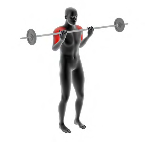 Dummy mit SZ-Stange - Bizeps-Curls mit der Langhantel
