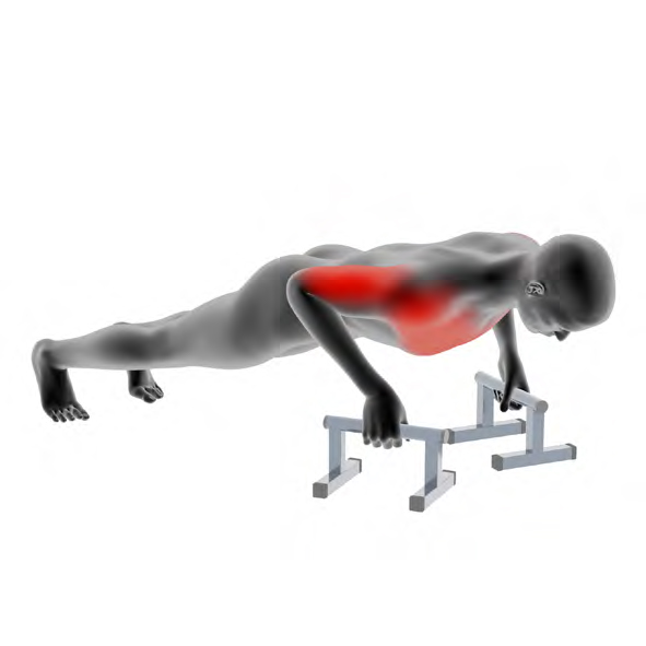 Dummy op Parallettes - Klassieke Push-ups